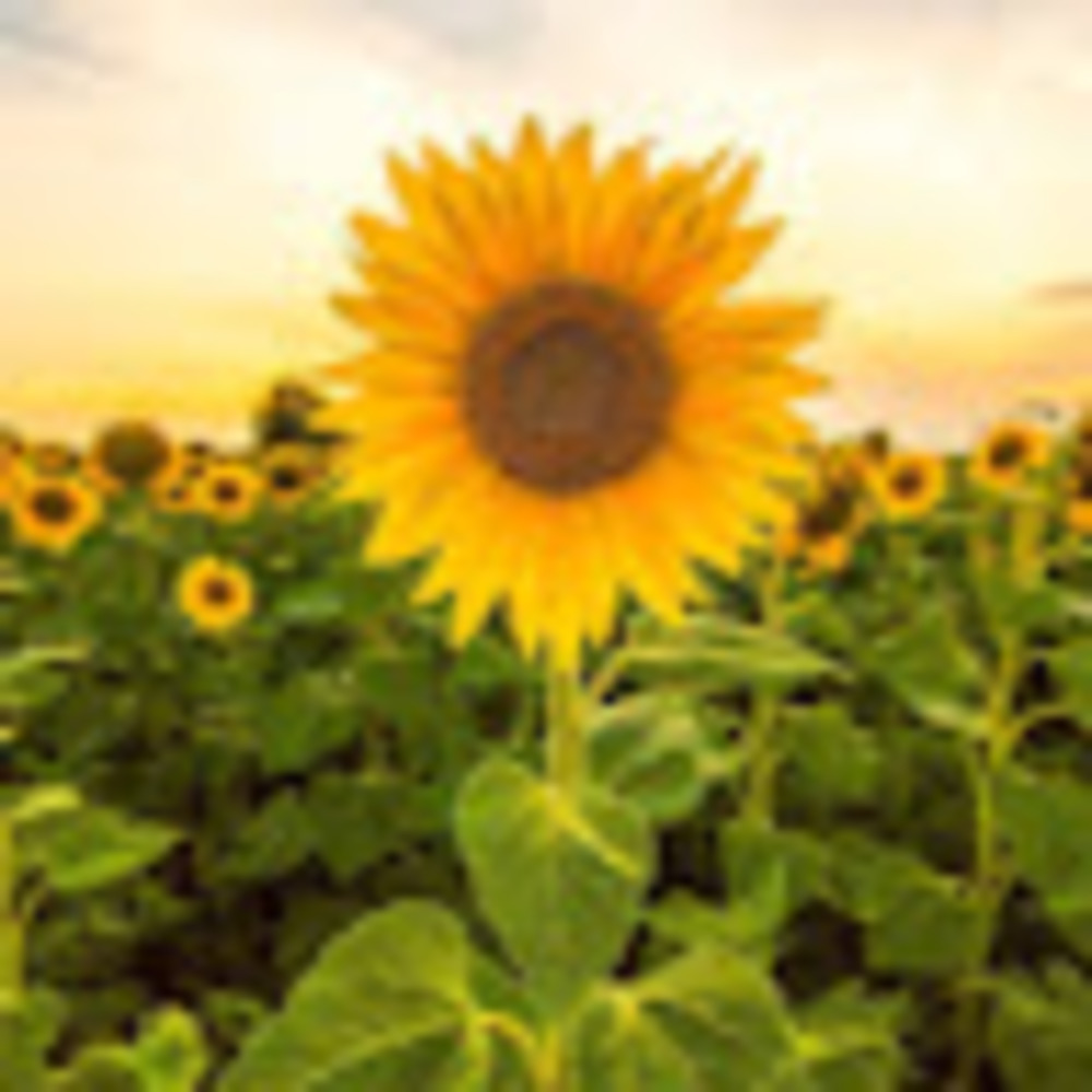 Meet your Posher, Sandra